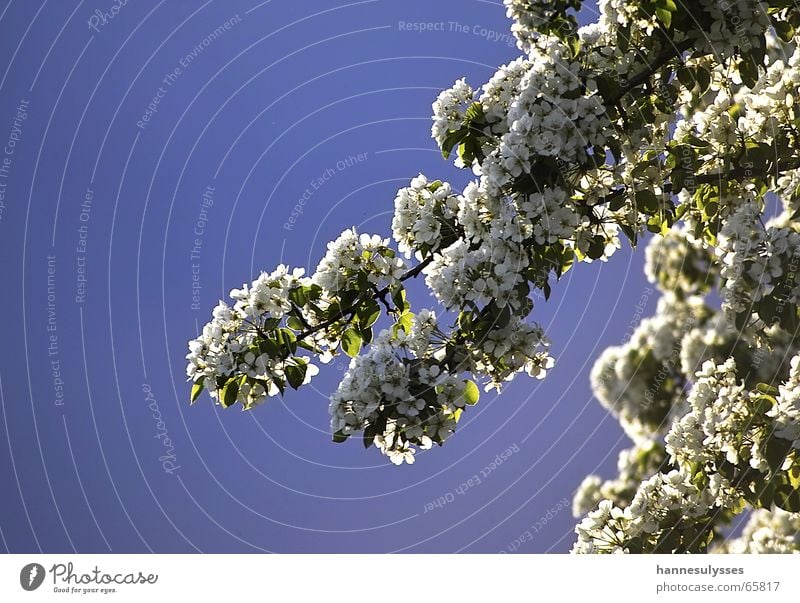 voll der frühling Frühling Blüte Gegenlicht Pflanze Baum Himmel blau