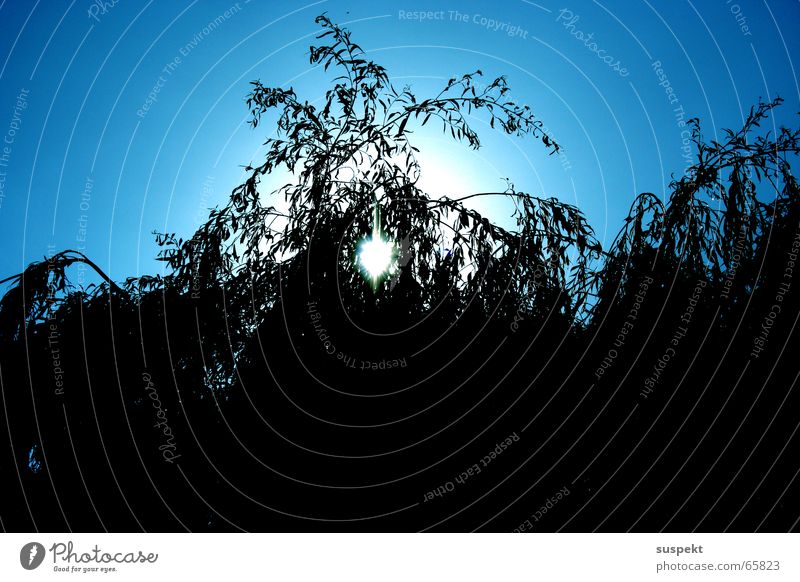 Sonne vor'm Ast Horizont Sommer Himmel silouette Schatten Blauer Himmel