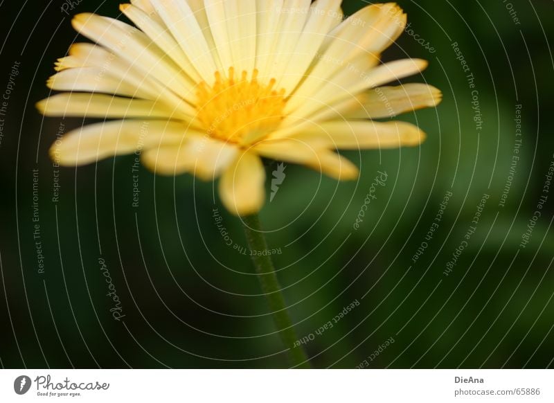 silent Garten Natur Pflanze Blume weich gelb grün Ringelblume zart Stengel flower garden blurred stalk Farbfoto Außenaufnahme Menschenleer Unschärfe