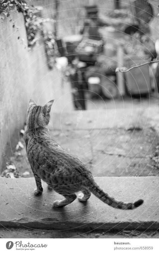 raus hier. Haus Garten Pflanze Efeu Mauer Wand Treppe Tür Wege & Pfade Tier Haustier Katze 1 Beton beobachten stehen Neugier trashig Mut Tatkraft Tierliebe