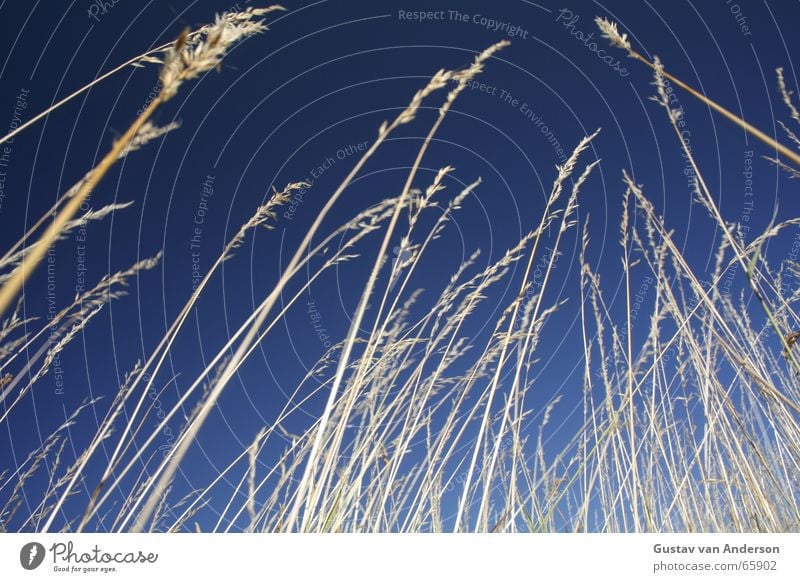 Grashalma Sommer trocken Halm Luft Wiese blau Korn liegen gleb Raureif Himmel frei Ernte