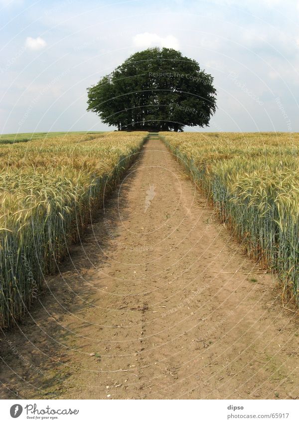 Der Weg zum Grabhügel ... Baum Feld Fußweg Wege & Pfade Kornfeld geradeaus Zentralperspektive Menschenleer Feldrand Ziel Fluchtpunkt Fluchtlinie Sommer