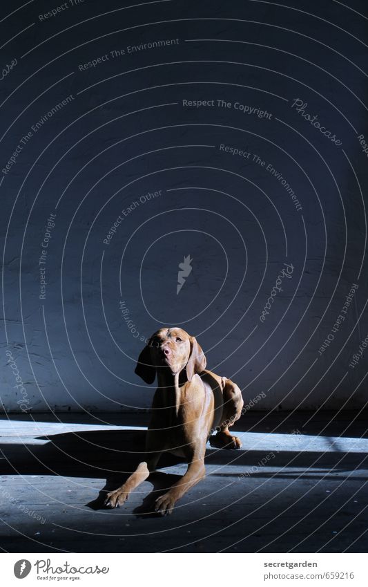 STUDIO TOUR | braver hund. Raum Tier Haustier Hund 1 liegen warten dunkel blau braun Zufriedenheit Vertrauen Ausdauer Neugier gehorsam gehorchen Farbfoto