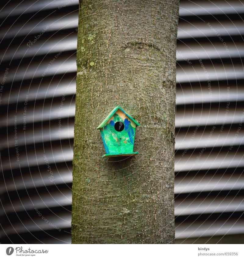 Vogelhaus Baum Baumstamm Futterhäuschen Nistkasten außergewöhnlich klein lustig graphisch niedlich Farbfoto Außenaufnahme Menschenleer Tag