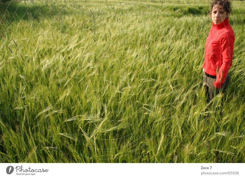 Doch ne Serie Wiese Feld rot Sommer Korn Getreide Schönes Wetter Farbe curly