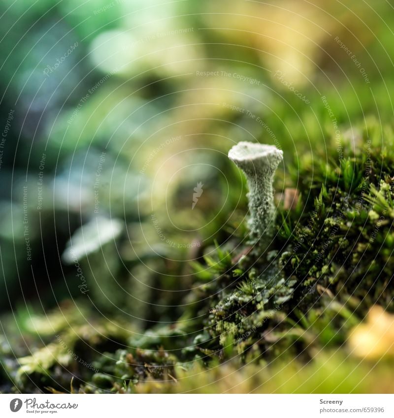 Elfenhaus-Schornstein Natur Erde Frühling Pflanze Moos Pilz Wald natürlich gelb grün Gelassenheit geduldig ruhig Neugier Trichter Sporen Farbfoto Makroaufnahme