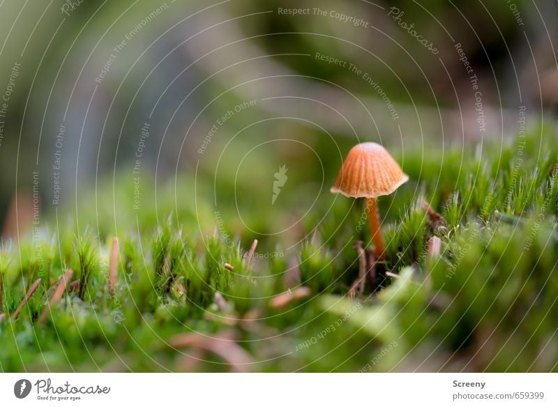 Tut gut, mit Hut... Natur Erde Frühling Pflanze Moos Pilz Pilzhut Wald Wachstum klein braun grün Glück Gelassenheit geduldig ruhig Leben zart Farbfoto