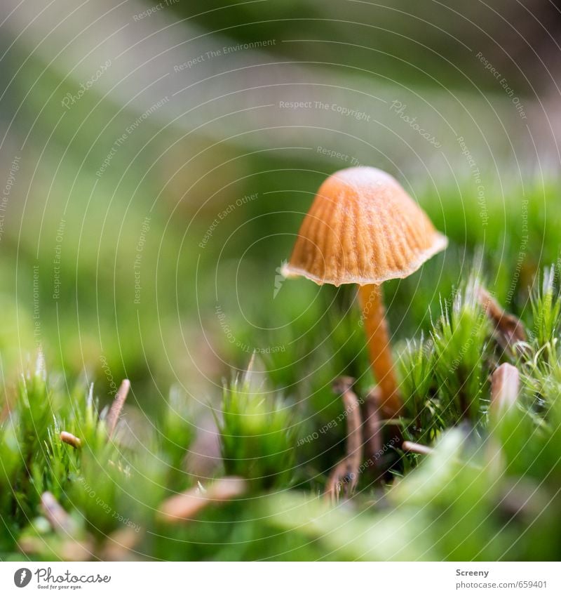 Früh übt sich... Natur Erde Frühling Pflanze Moos Pilz Pilzhut Wald Wachstum klein braun grün Glück Gelassenheit geduldig ruhig Leben zart Farbfoto