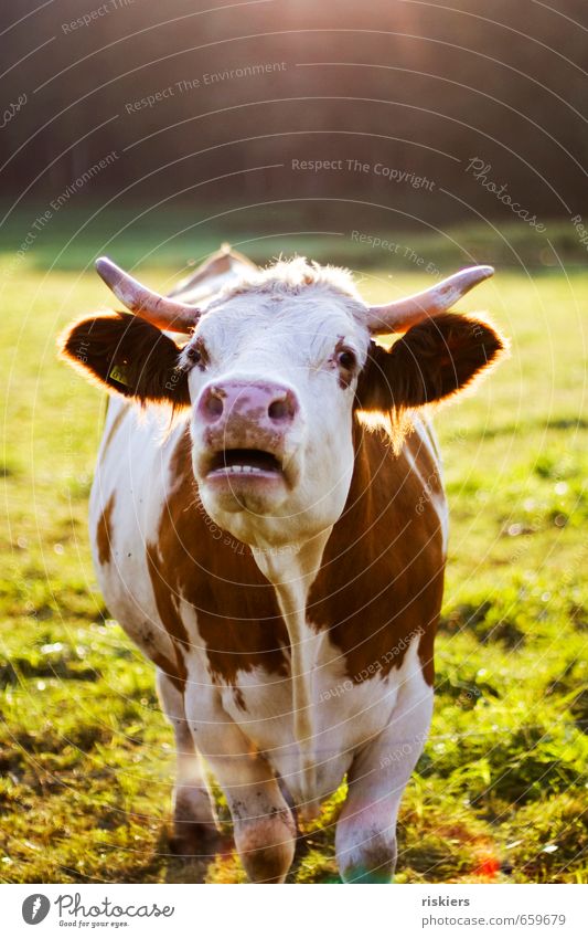 muh Umwelt Natur Frühling Sommer Schönes Wetter Wiese Feld Tier Nutztier Kuh 1 selbstbewußt Kraft muhen Farbfoto mehrfarbig Außenaufnahme Tag Abend Licht