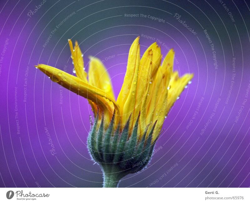 das kannste knicken Blüte gelb nass Wassertropfen Regen violett mehrfarbig Blume Blütenblatt Blühend quietschgelb grün Natur Blütenknospen Seil