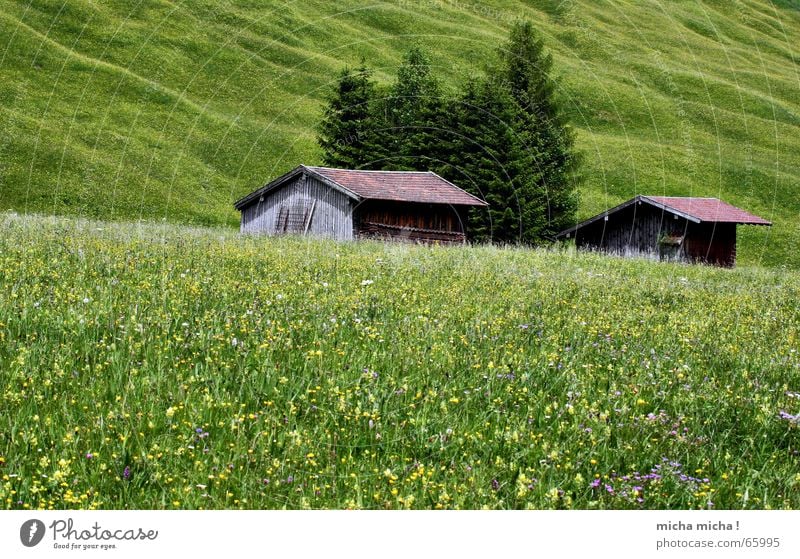 Sommer-Wiesen-Bäume-Hütte Baum grün ruhig Erholung wandern Blume Ferien & Urlaub & Reisen Berge u. Gebirge Strukturen & Formen buckelpiste