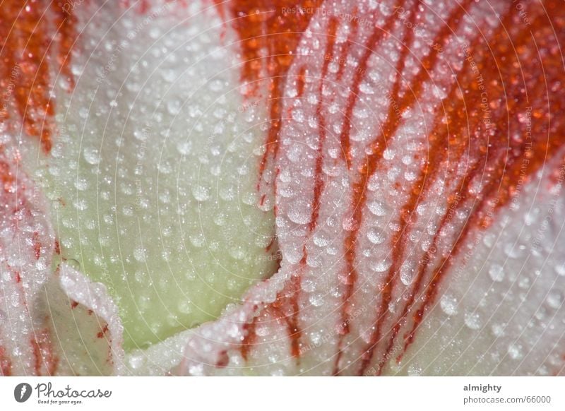 Blütentropfen Blume Wassertropfen rot Seil Natur Regen