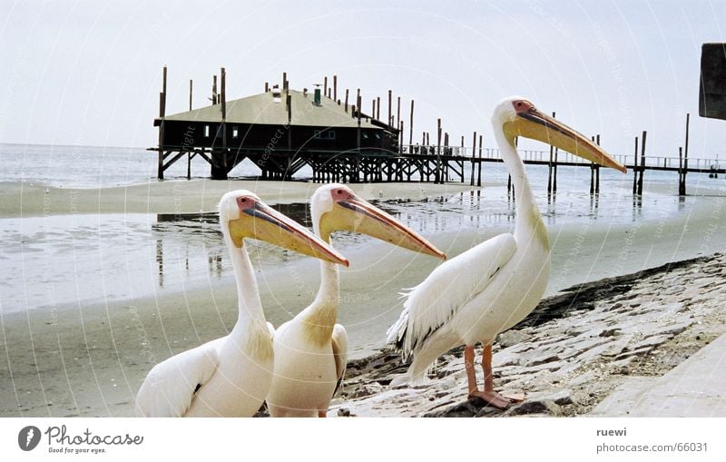 Fisch? Ernährung Strand Meer Tier Sand Küste Walvisbay Namibia Afrika Vogel Pelikan 3 Tiergruppe Begierde Lust Appetit & Hunger Sehnsucht Gier Wunsch