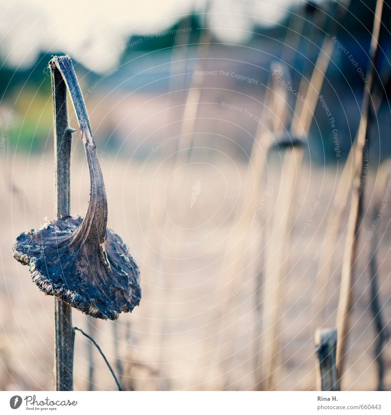 Geknickt Umwelt Natur Landschaft Pflanze Winter Blume Sonnenblume Feld natürlich braun Vergänglichkeit Sammlung Stadt Traurigkeit kaputt vertrocknet Farbfoto