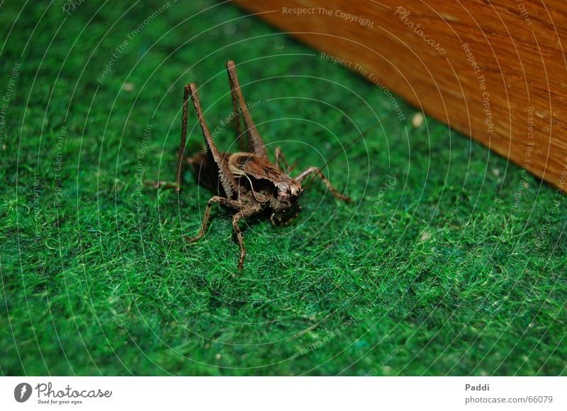 Grashüpfer Insekt Heuschrecke Tier klein Makroaufnahme nikon d50 mir fällt nix mehr ein lalala