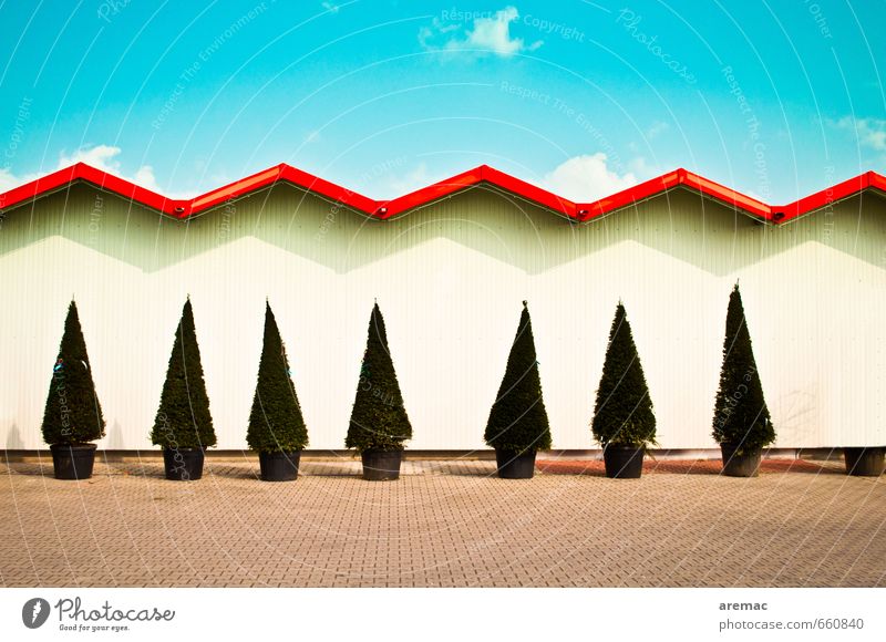 Großstadtwald Umwelt Himmel Schönes Wetter Pflanze Baum Stadt Architektur Mauer Wand Fassade Dach Ordnungsliebe Konifere Gartenbau Farbfoto Gedeckte Farben