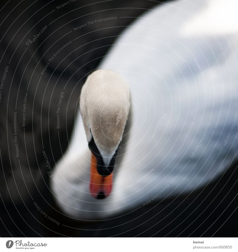 Würdevoll Tier Wasser Wildtier Vogel Schwan Kopf Schnabel 1 Schwimmen & Baden schwarz weiß Wasseroberfläche senken demütig Anmut würdevoll Wassertropfen Scham