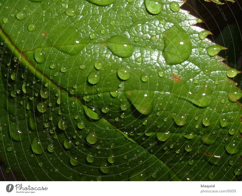 Blatt Fototechnik Wassertropfen