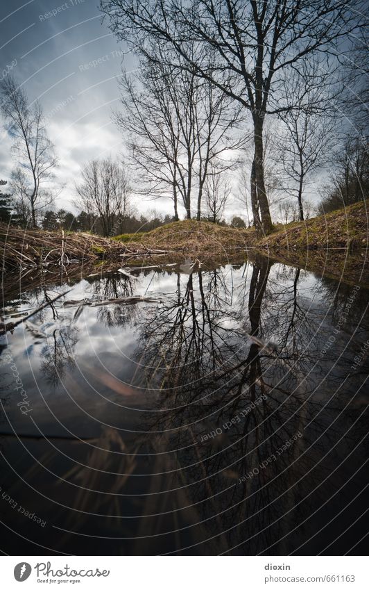 Die Hölle Umwelt Natur Landschaft Baum Gras Hügel Moor Sumpf Teich Verdun Frankreich authentisch gruselig historisch Traurigkeit Trauer Tod Entsetzen