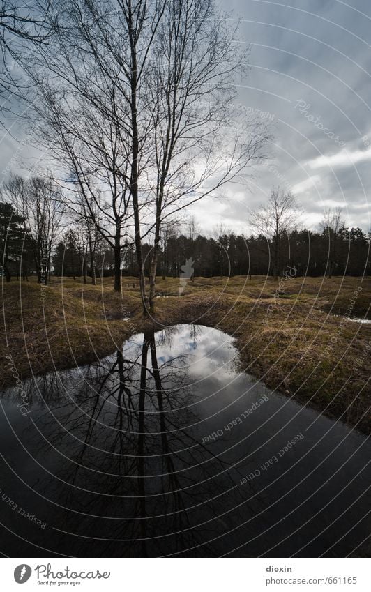 Die Hölle Umwelt Natur Landschaft Baum Gras Hügel Moor Sumpf Teich Verdun Frankreich authentisch gruselig historisch Traurigkeit Trauer Tod Entsetzen