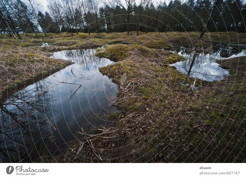 Die Hölle Umwelt Natur Landschaft Baum Gras Hügel Moor Sumpf Teich Verdun Frankreich authentisch gruselig historisch Traurigkeit Trauer Tod Entsetzen