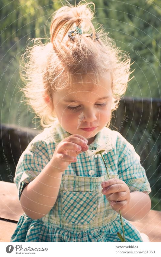 Kleines blondes Mädchen mit einer Gänseblümchenblume. Sommer Kind Kindheit 1 Mensch 3-8 Jahre Blume Wildpflanze Kleid beobachten berühren entdecken sitzen schön