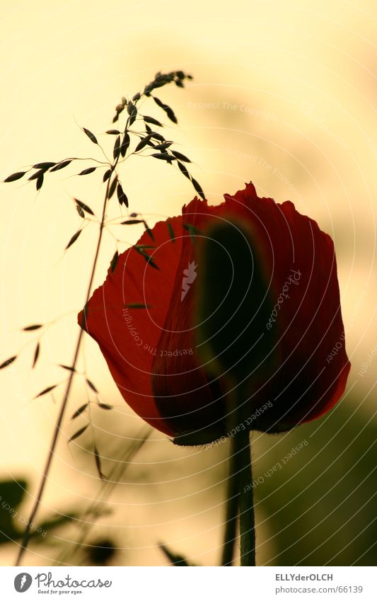 Mohnlight Gras Sommer Blüte rot gelb Ferien & Urlaub & Reisen Erholung Silhouette Physik Garten Wärme