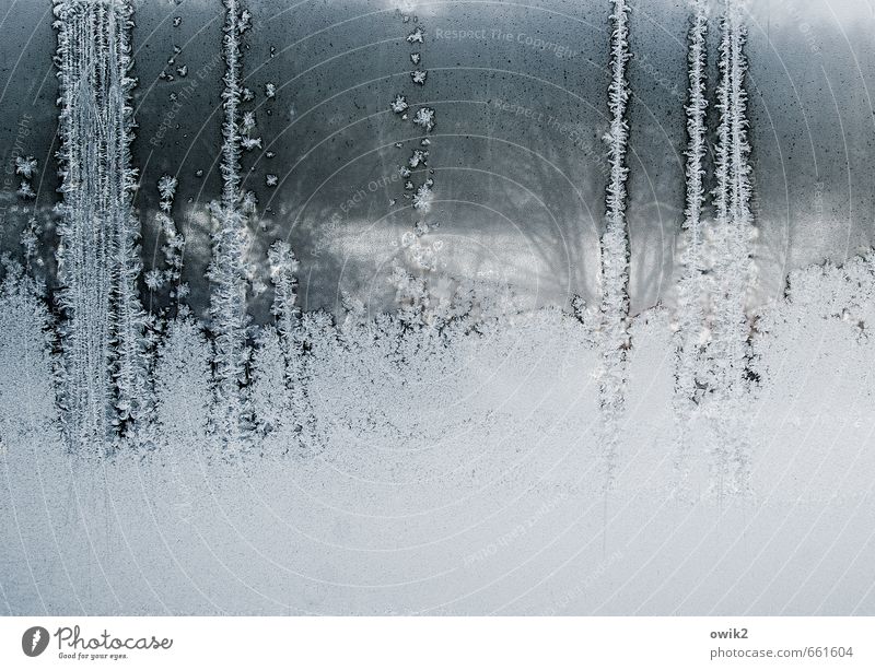 Andeutung Natur Winter Eis Frost Pflanze Sträucher Zweige u. Äste schemenhaft Fenster Fensterscheibe Glasscheibe Blühend authentisch kalt nah Spitze stachelig