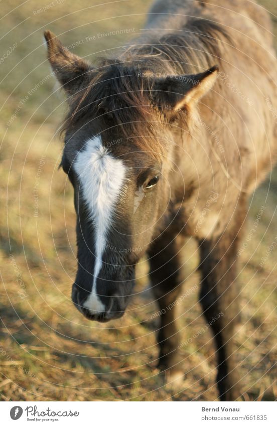 naseweiss Gras Wiese Dorf Pferd 1 Tier Tierjunges Fohlen Ohr Nase braun weiß grün schön ruhig Fell Weide Farbfoto Außenaufnahme Menschenleer Morgen Licht