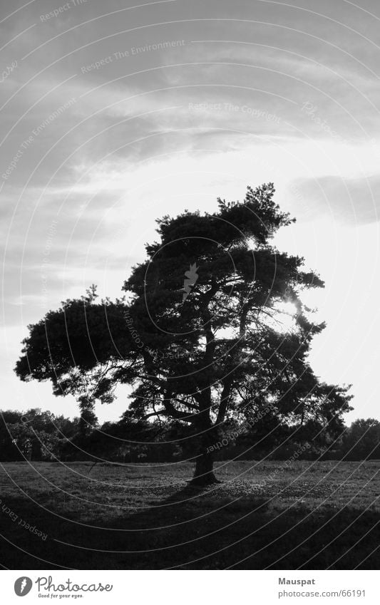 Außenseiter Baum Heide Wolken Einsamkeit Himmel Schwarzweißfoto Sonne haltern