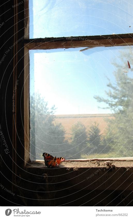 Der einsame Schmetterer Schmetterling Einsamkeit Fenster gefangen Insekt Trauer Baum kaputt Staub Traurigkeit alt dreckig