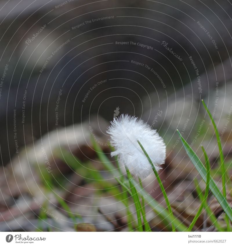 kleine Vogelfeder zwischen Grashalmen Natur Pflanze Tier Erde Frühling Schönes Wetter Bach Feder grau grün schwarz weiß Fröhlichkeit Lebensfreude