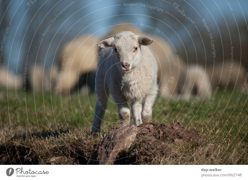 Hau ab, oder ich hol` meine Brüder Natur Frühling Schönes Wetter Gras Wiese Tier Nutztier Schaf Herde Fressen stehen blau gelb grün Schüchternheit Angst Weide