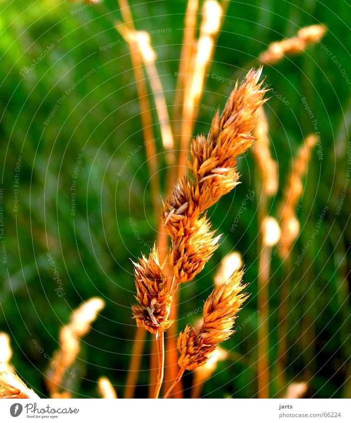 Hinterm Haus Gras Wiese Sommer Halm grün Sonne Natur Garten jarts