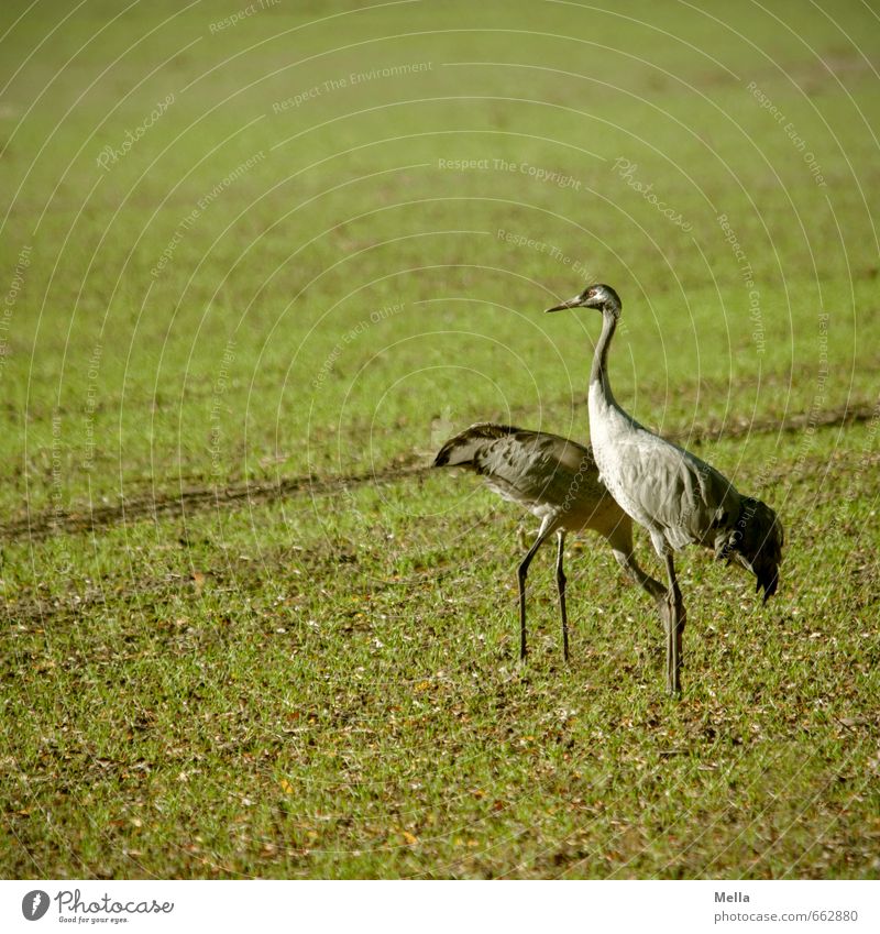 Bitte?! Umwelt Natur Gras Wiese Feld Tier Vogel Kranich 2 Tierpaar Fressen Blick stehen natürlich grün picken Farbfoto Außenaufnahme Menschenleer