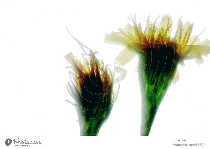 Blumen von der Wiese weiß gelb grün durchleuchtet 2 Sommer