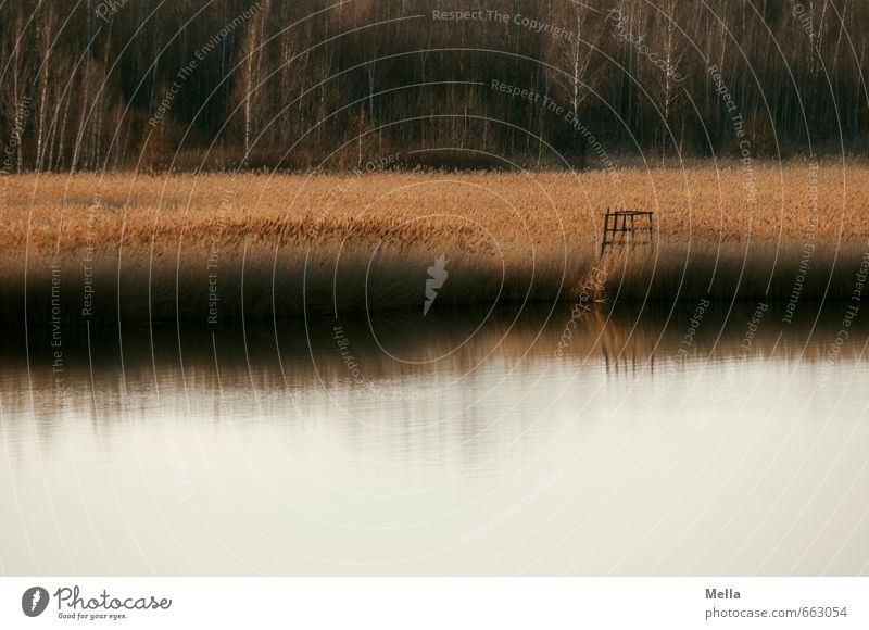 See Umwelt Natur Landschaft Urelemente Wasser Gras Seeufer Teich natürlich Einsamkeit Idylle ruhig Jägersitz Aussicht Farbfoto Außenaufnahme Menschenleer