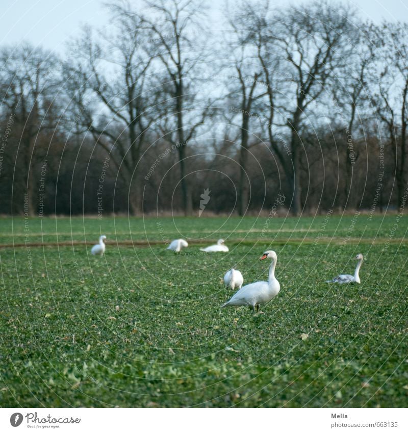 Ey, was guggstu? Umwelt Natur Landschaft Tier Baum Feld Wildtier Schwan Tiergruppe Blick stehen frei natürlich mehrere 6 außergewöhnlich Fressen Wachsamkeit