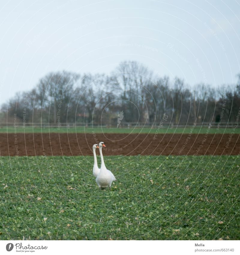 Schwanenland Umwelt Natur Landschaft Tier Feld Wildtier 2 Tierpaar gehen stehen natürlich paarweise doppelt gemoppelt Farbfoto Außenaufnahme Menschenleer