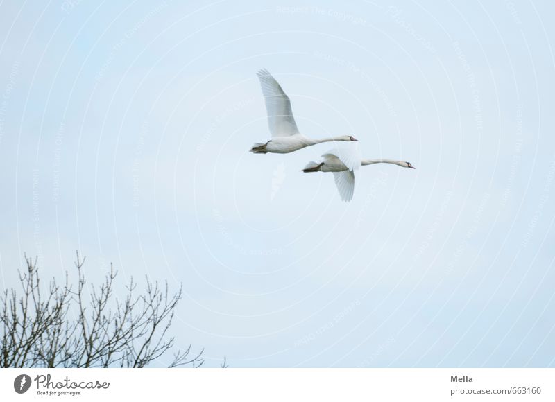 2 Umwelt Natur Tier Luft Himmel Ast Wildtier Schwan Tierpaar fliegen frei Zusammensein natürlich Einigkeit Treue Freiheit Freundschaft paarweise Farbfoto