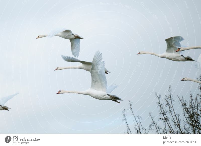 Und weg Umwelt Natur Tier Luft Himmel Ast Wildtier Schwan Tiergruppe Schwarm fliegen frei Zusammensein natürlich Stimmung Bewegung Freiheit mehrere flüchten