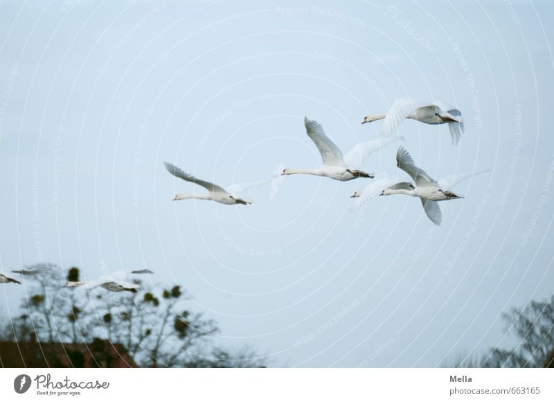 In die nächste Woche fliegen Umwelt Natur Tier Luft Ast Vogel Schwan 4 Tiergruppe Schwarm Tierfamilie frei Zusammensein natürlich Stimmung Freiheit Farbfoto