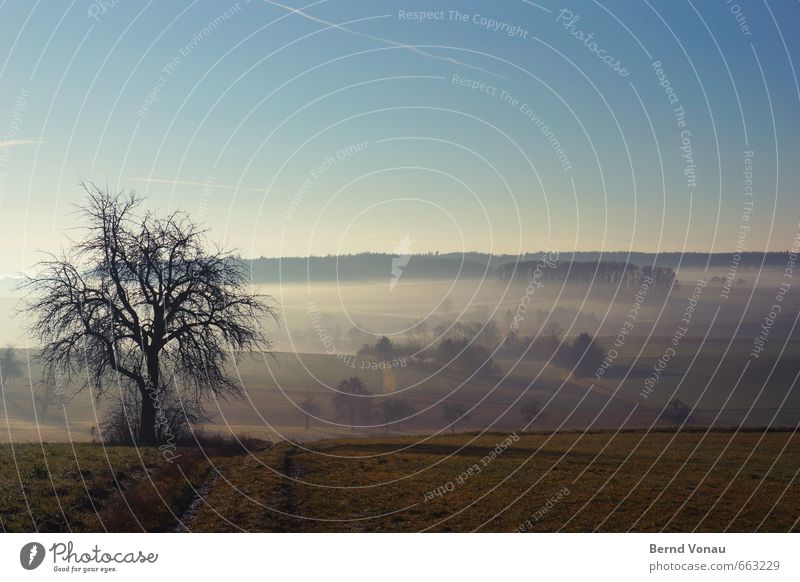 übern berg Umwelt Natur Landschaft Sonnenaufgang Sonnenuntergang Winter Schönes Wetter Pflanze Baum Gras Feld Stimmung Glück blau grün schwarz gelb Wege & Pfade