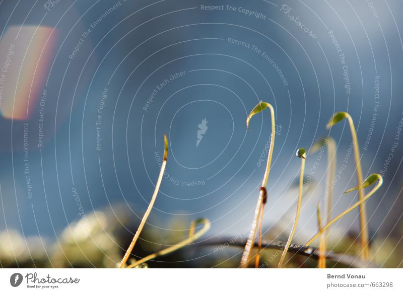 Halbe Sachen | Halbwüchsige Umwelt Natur Moos blau grau grün schwarz Wachstum Himmel Unschärfe Stengel sprießen aufstrebend klein Farbfoto Makroaufnahme