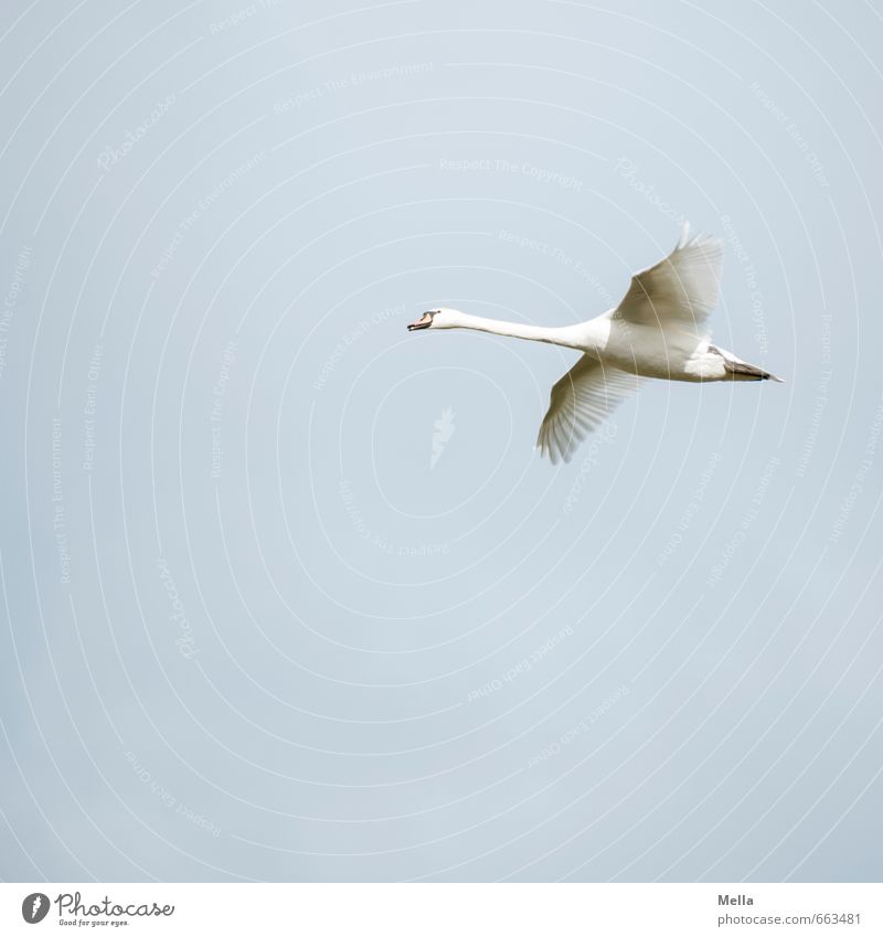 Jetzt aber schnell! Umwelt Natur Tier Luft Himmel Wildtier Vogel Schwan 1 fliegen frei natürlich blau Stimmung Zufriedenheit Freiheit gleiten Schweben