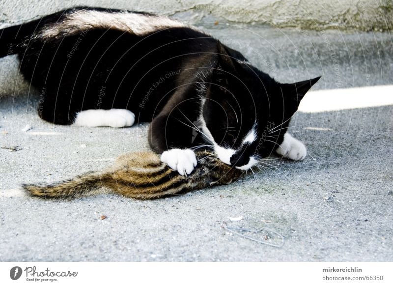 Mahlzeit Katze Tier Fressen Ratte Streifen Angriff Pfote Schlacht anschaulich Appetit & Hunger Ernährung Maus cat Tod bigway kämpfen survival of the fittest