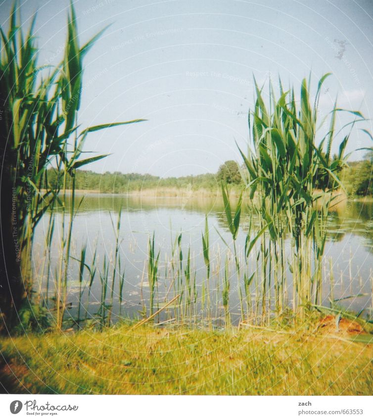 Brandenburg, geholgert Ausflug Sommer Sommerurlaub Schwimmen & Baden Umwelt Natur Pflanze Wasser Himmel Wolkenloser Himmel Frühling Gras Grünpflanze Schilfrohr