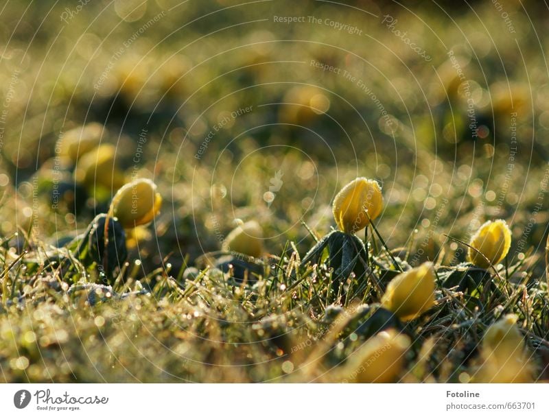 frostig Umwelt Natur Landschaft Pflanze Frühling Eis Frost Blume Gras Blüte Garten Park Wiese frisch hell kalt gelb grün Winterlinge Frühblüher Farbfoto