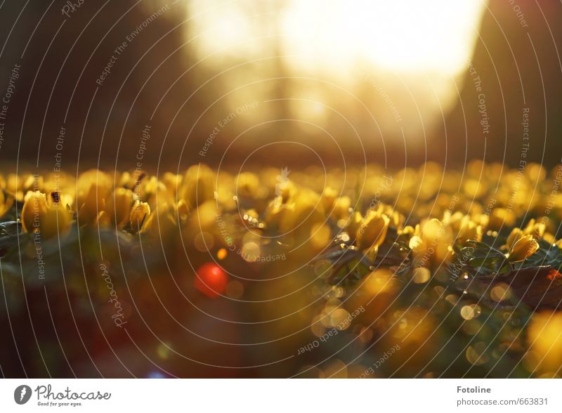 Blütenteppich Umwelt Natur Landschaft Pflanze Frühling Blume Garten Park hell natürlich Wärme gelb grün Frühblüher Winterlinge Farbfoto mehrfarbig Außenaufnahme