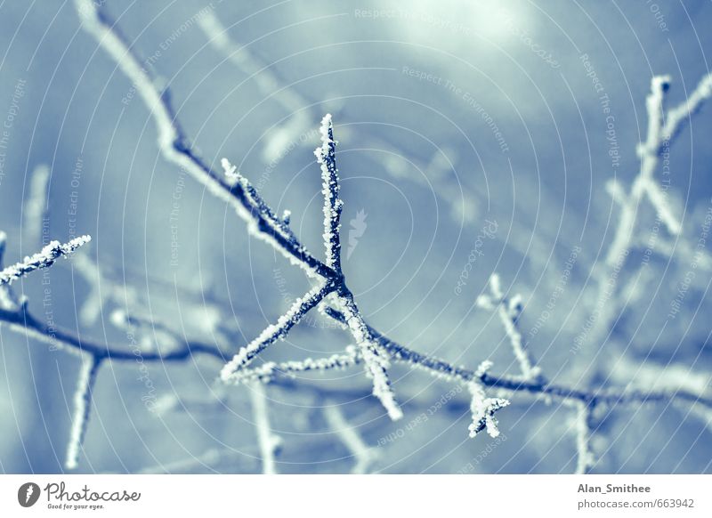 Winter Zweige Natur Klima Wetter schlechtes Wetter Eis Frost Baum schön kalt blau ruhig Hintergrundbild Zweige u. Äste Wetterumschwung Winterstimmung Wintertag